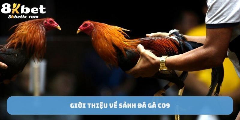 Giới thiệu về sảnh đá gà CQ9