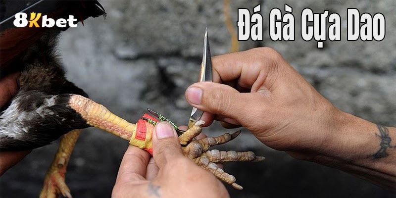 Đá gà cựa dao 8kbet